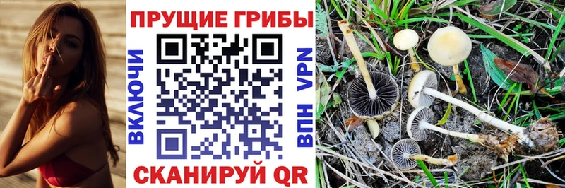 Купить где  Мамадыш  Псилоцибиновые грибы Cubensis 
